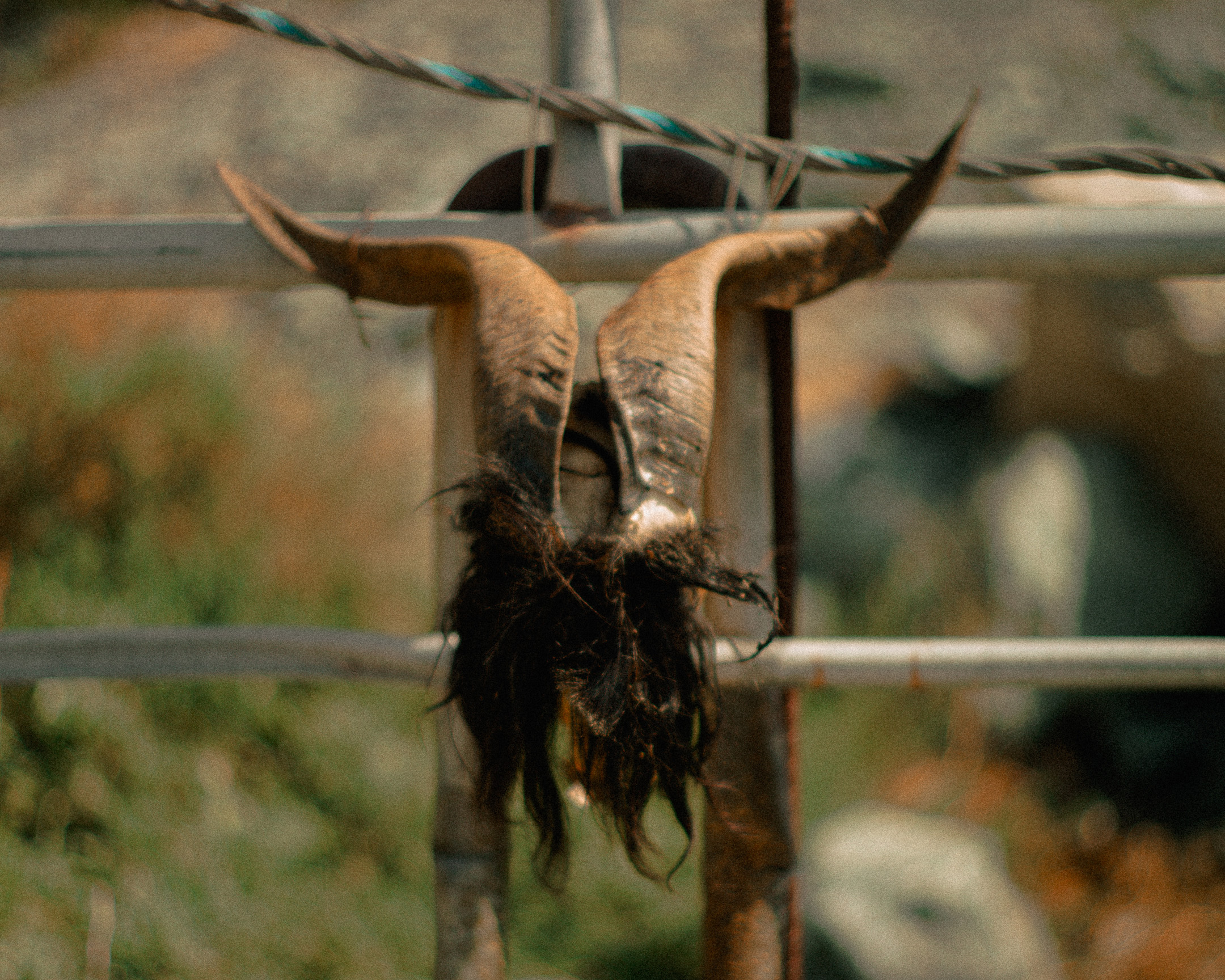 Battista-Gotti-Photography-NotesFromNearby10