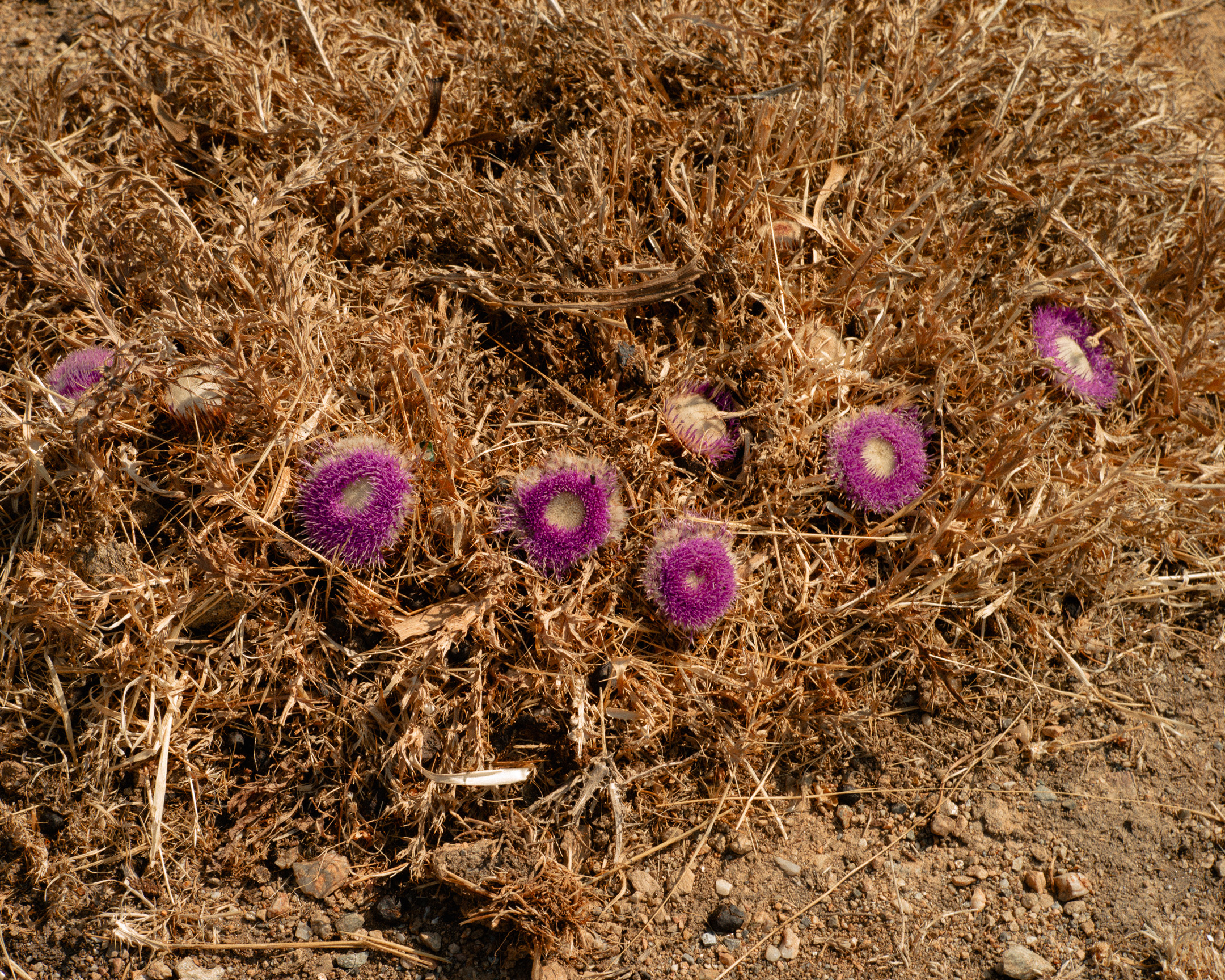 Battista-Gotti-Photography-NotesFromNearby14