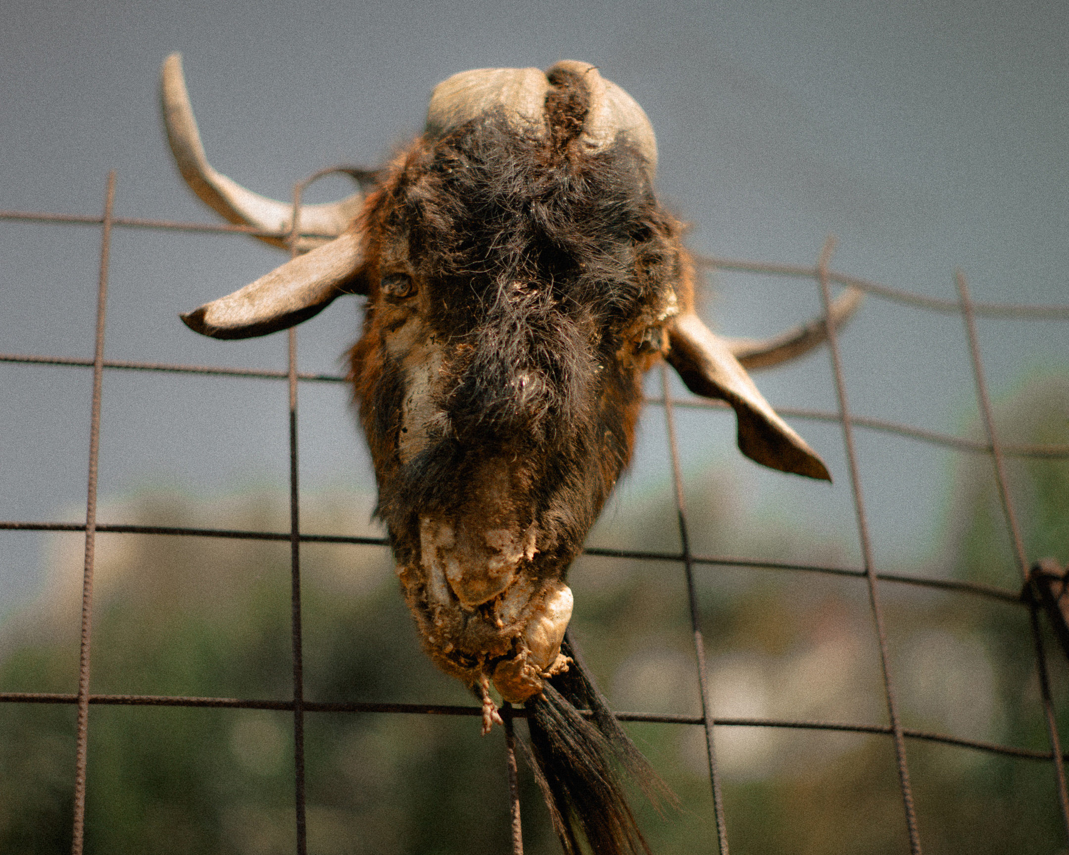 Battista-Gotti-Photography-NotesFromNearby32