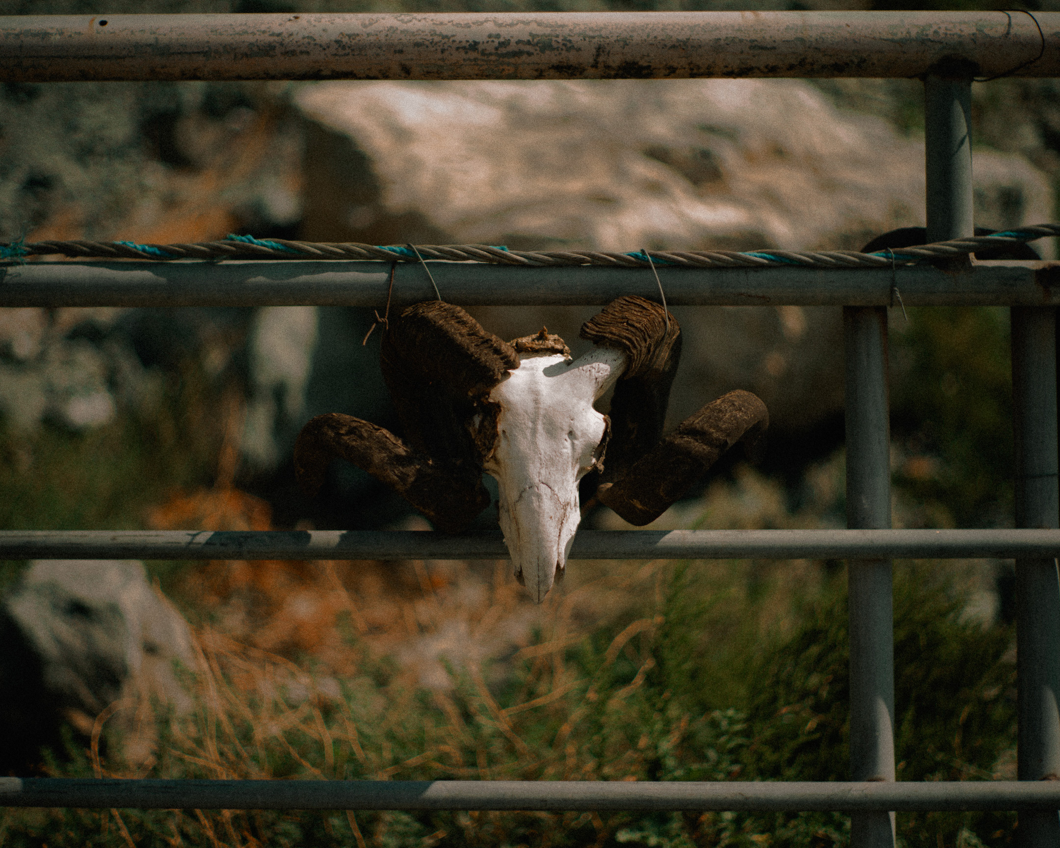 Battista-Gotti-Photography-NotesFromNearby9
